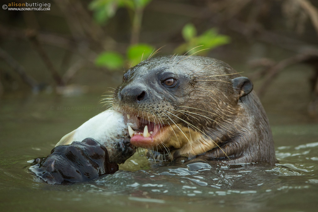 Pantanal – Brazil | Alison Buttigieg Wildlife Photography
